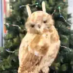 Brown furry owl with pointed ears indoor Christmas decoration 50cm tall close up